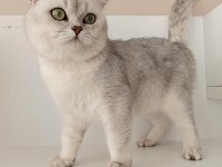 Kızımız scr li british shorthair