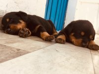 2 aylık dişi rottweiler
