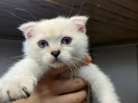 SCOTTİSH KEDİMİZİ ACİL SAHİPLENDİRMEM GEREKİYOR