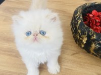 Ciddi alıcılar lütfen persian