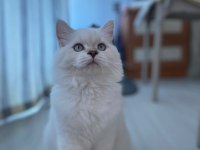 5 aylık dişi british longhair