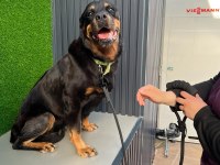 ROTTWEİLER ANTALYA YUVA İLAN