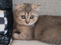 Scottish Fold Black Tabby