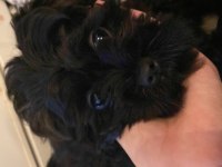 UYGUN 3,5 AYLIK MALTİPOO