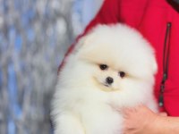 Minyatür teacup boy orjinal ayıcık yüz pomeranian yavrular