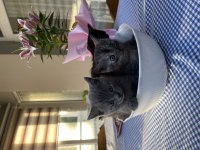 British shorthair 2 aylıklar
