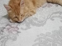 Kedimizi kızımız için almıştım aşırı alerjik yaptı tüyü