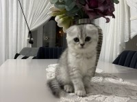 Ailenize yeni bir dost kediniz olsun
