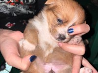 Maltipoo Yavrularım