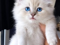 British Blue Point Longhair Yavrular
