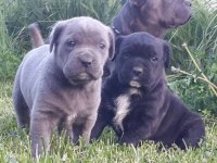 Cane corso İtaliano yavrular