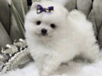 Pomeranian Boo Beyaz
