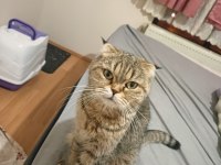 Scottish fold kızımız yeni yuvasını arıyor
