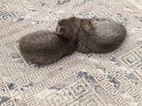 Scottish fold erkek yavru kedimiz