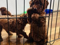 kORE RED BROWN SAFKAN TOY POODLE YAVRULAR