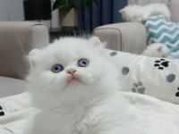 Best Of 2026 Chinchilla