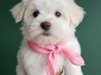 Maltese terrier yavru