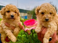 Toy poodle yavrular