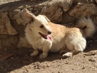 Köpeğimizi sahiplendirme
