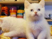 Yavrular telsim hazır kalite sağlıklı british shorthair