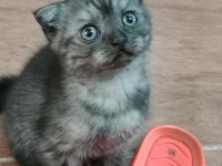 British shorthair kediler