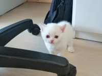 British shorthair blue point