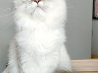 British Longhair ve Scottish Straight Kedilerim