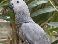 Bebek Jako Papağanı