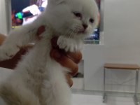 YAVRU SCOTTİSH FOLD KEDİSİ GRİ BEYAZ