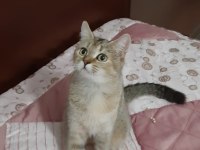British Shorthair güzel kızımız