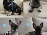 AŞILI ISABELLA ve FLUFFY TAŞIYICI RENK RENK YAVRU KÖPEKLER