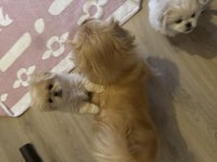 Minik pamuk pekinez köpekler