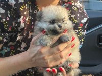 Kendi Köpeklerimin Pomeranian Yavruları