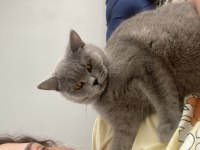 British Shorthair 1 Yaşında