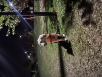 Golden retriever 6 aylık