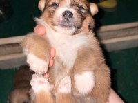 Designer Pomeranian Dünyalar Tatlısı Yavrularımız