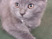 Sahiplendirme scottish fold