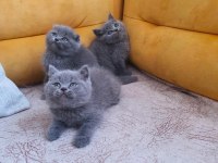 2 Aylık British Shorthair Bebekler