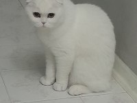 Acil dişi scottish fold