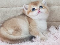 Ankaranın  en güzel golden longhair yavruları
