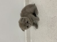 Dişi Scottish Fold Shorthair Lilac
