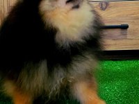 11 AYLIK TEDDY BEAR ERKEK POMERANİAN
