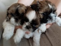 45 günlük shih tzu yavrular