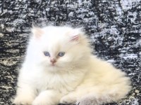 Golden Point British Longhair Bebekler