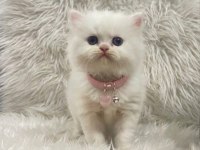 MAVİ GÖZ KIZ BEBEK KEDİMİZ