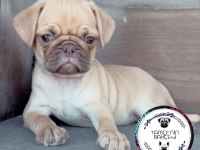 Choco Fawn Tr Nadir Eşsiz Bir Renk Pug