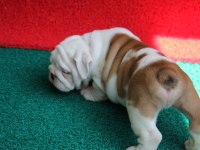 SEVİMLİ TOMBİŞ KÖPEKLER