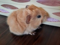 Peruvan ginepig yavrularımız