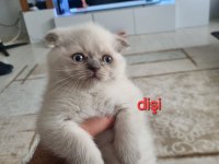 Scottish fold Yavrularımız yeni yuvalarını arıyorlar