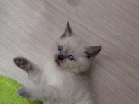 35 GÜNLÜK SAĞLIK BLUE POİNT BRİTİSH YAVRULARIMIZ